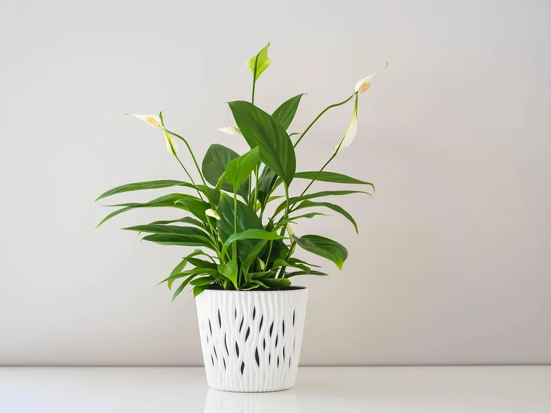 买球网PG电子平台